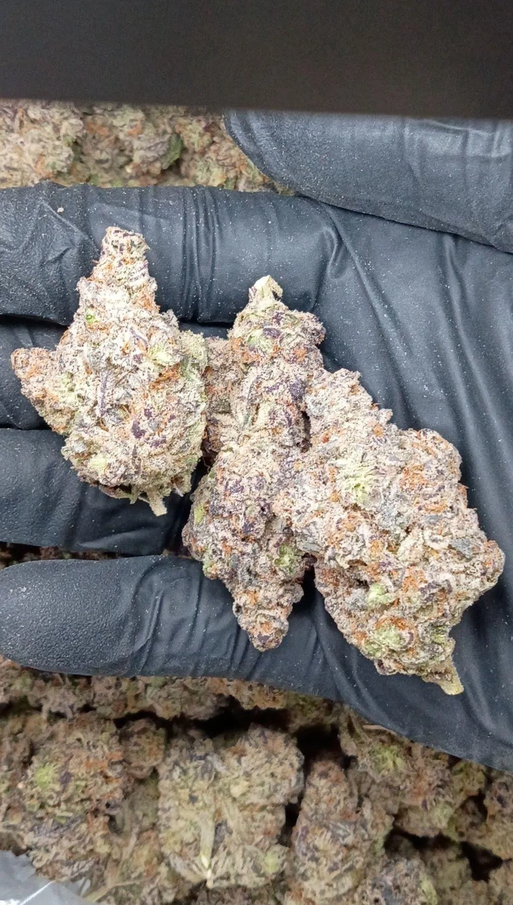 Purple Carbonite Flower